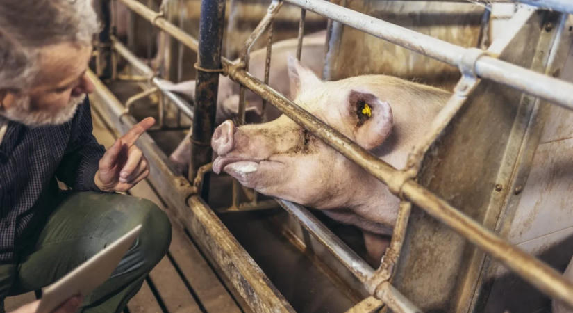 Állatjóléti támogatási előleget kapnak a sertéstartók