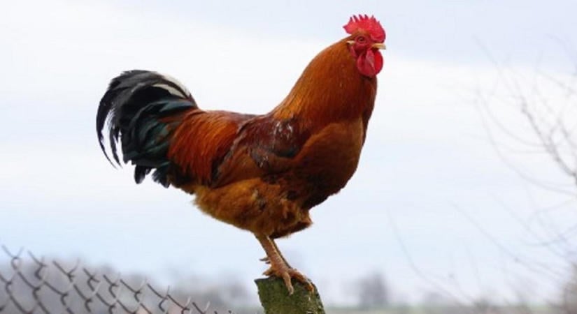 A kakas hajnalban nem ismeri a szomszédjogot: mit lehet tenni, ha elmérgesedik a vita?