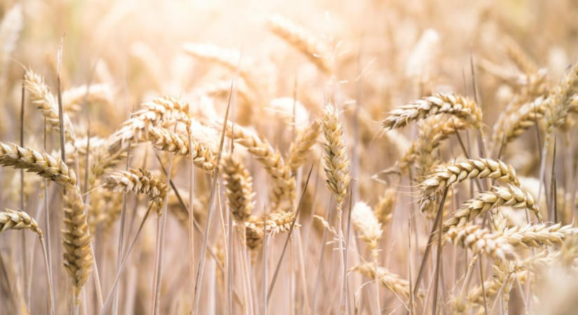 Agrárium: a gazdák nincsenek jó helyzetben az uniós támogatás ellenére a szakértő szerint