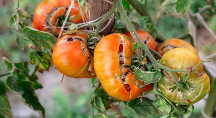 Már a tünetek előtt felismerhető a növénybetegség