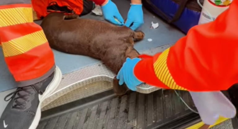 A halál torkából mentettek meg egy kutyát, amely egy kigyulladt műhelyben ragadt