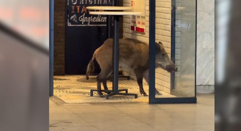 Vaddisznó sétált a budapesti metróban