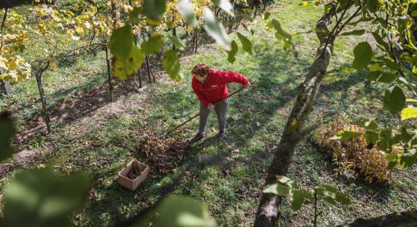 Így terjesztjük a fertőzést anélkül, hogy tudnánk róla – az ősz legsúlyosabb kerti hibáira figyelmeztet a szakértő