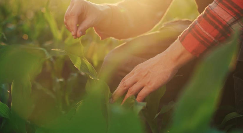 Új agrárcég indult: génszerkesztett, betegség-ellenálló növények a láthatáron