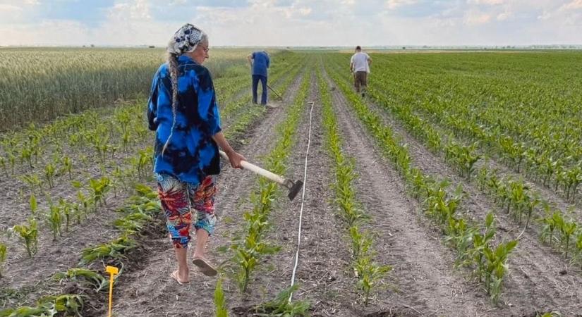 Jelentős bérkülönbségek a mezőgazdaságban – kiderült melyik vármegye Magyarország agrárközpontja