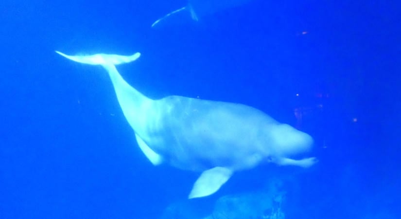 Harminc beluga bánát mentettek ki egy kanadai oceanáriumból, négy állat azóta már elpusztult