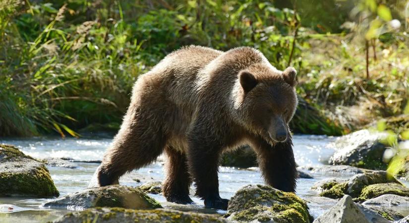 Hatalmas grizzly állta el a túrázók útját, így menekültek meg – videó