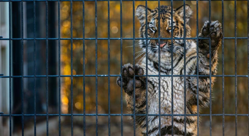 Tigrisekből főztek gyógyszert – 8 év után is sokan emlékeznek a borzalmas ügyre