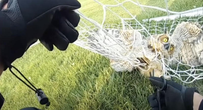 Így néz ki egy drámai bagolymentés ollóval és seprűvel a hős szemszögéből – videó