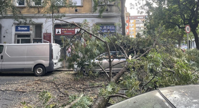 Autókban is kárt tett egy úttestre zuhanó jókora faág a Józsefvárosban