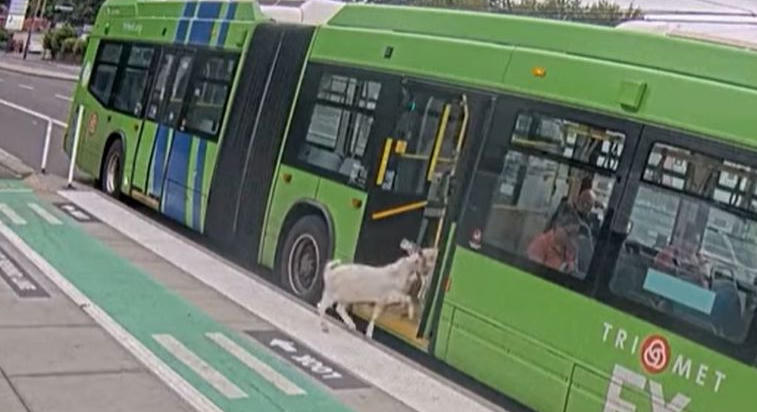 Bliccelni akartak a kecskék a portlandi buszon, de lebuktak