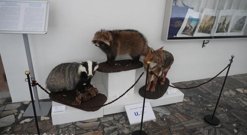 Borz, nyestkutya és aranysakál – három ragadozóval gazdagodott a rimaszombati múzeum gyűjteménye