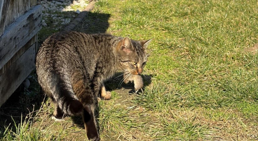 Mit hozott a macska? Segítsen a kutatóknak kideríteni!