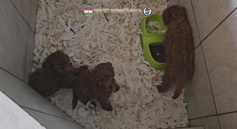 Tízszeres áron adtak túl a sokszor beteg kiskutyákon, állatorvosokat is gyanúsítanak