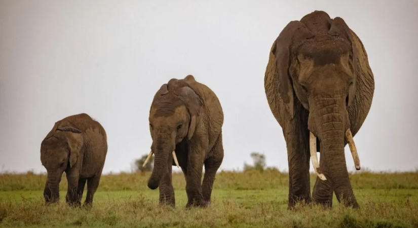 Rejtélyes elefántpusztulás Kenyában: a gazdák szerint nem tőlük származott a méreg