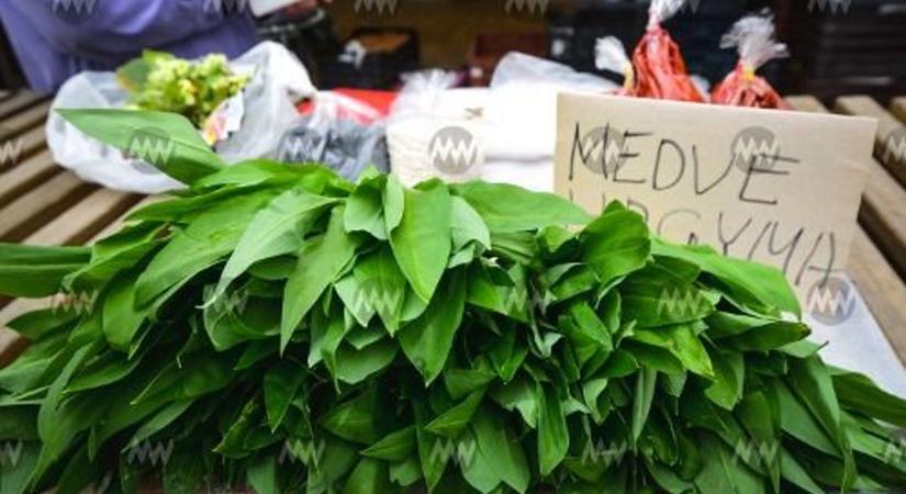Medvehagyma kisokos – Minden, amit a szedéséről és a fogyasztásáról tudni kell
