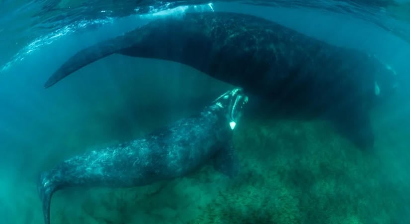 Több tucat bálnaborjú tetemét sodorta partra a víz Argentínában