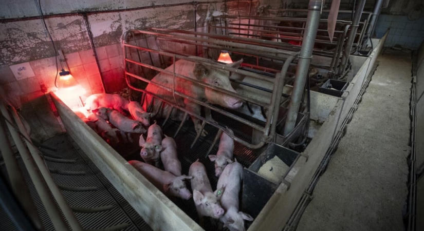 Baranyában is megjelent az afrikai sertéspestis
