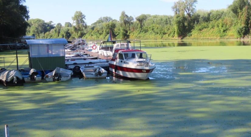Úgy nézett ki a Tisza Mindszentnél, mint egy nagy zöld focipálya – fotók, videók