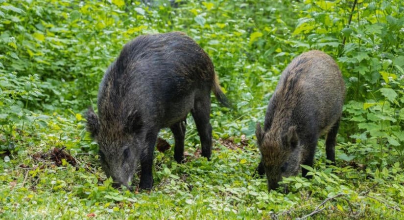 Vaddisznó nyomai a földön: túrás, csapa vagy fekhely?
