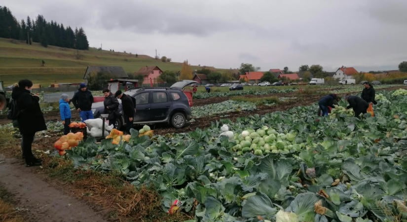 Hálaadás a Nád-dűlőben – Betakarították a szépvízi káposztát