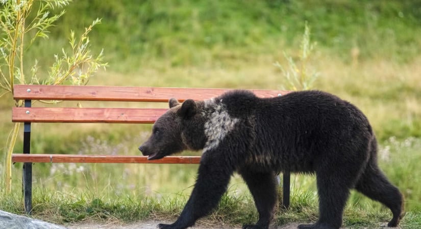 Több medve támadott meg egy gazdát Erdélyben, miközben a tehenét próbálta védeni