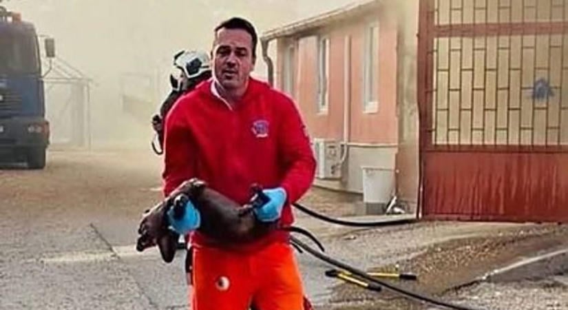 A halál kapujából hozták vissza a kis tacskót a mentők Fejér közelében (videó)