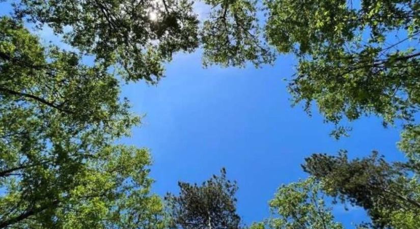 Közel tíz hektáron tűnhet el Natura 2000-es erdő Pusztamiskén, terjeszkedne a kavicsbánya (galéria)