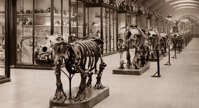 Újra látogatható a londoni Természettudományi Múzeum elzárt kiállítótere