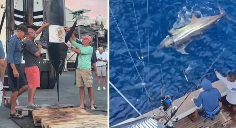 Világrekord-közeli tengeri szörnyeteget fogtak ki – képen és videón a hatalmas állat