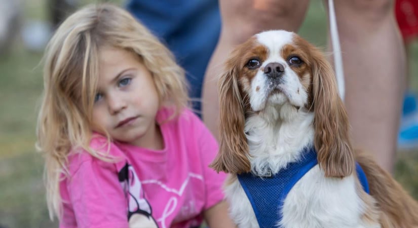 Apró pincsitől a hatalmas rottweilerig lepték el a kutyák a tatai parkot fotók, videó