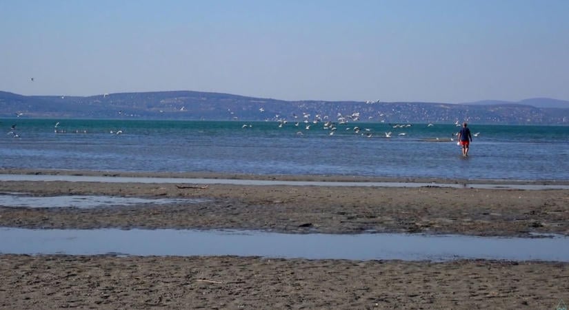 Kagylóhéjak százai bukkantak elő a Balatonból, fontos változásra figyelmeztetnek a kutatók