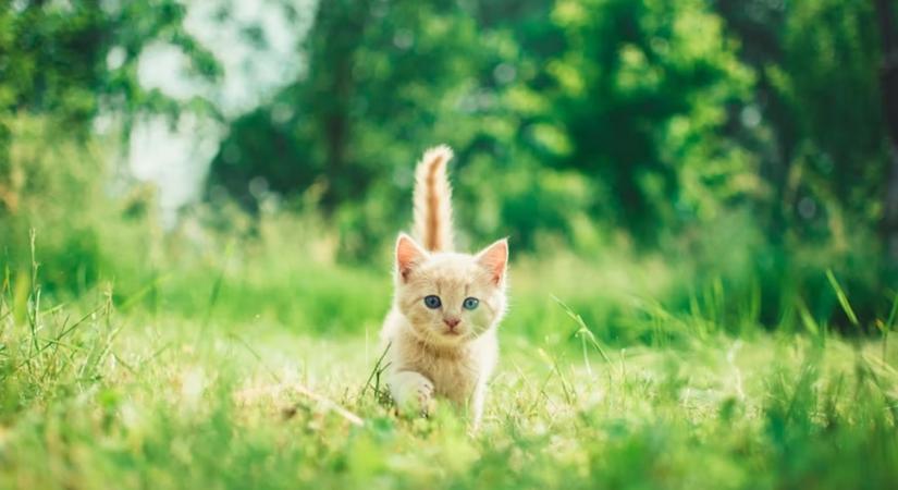 Macskachip: túlzás vagy végre a cicák biztonsági öve?