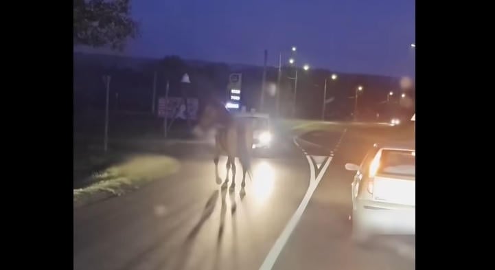 Szökött lovat ütött el egy autó Keszthelyen - videó