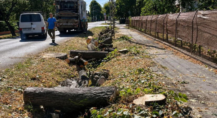 Tíz fát vágtak ki egyetlen délelőtt alatt Siófokon, a többségük egészséges volt – a lakók tiltakozása állította le a munkát