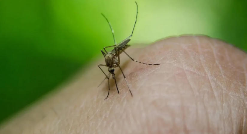 Behozott trópusi fertőzések jelentek meg Ukrajnában