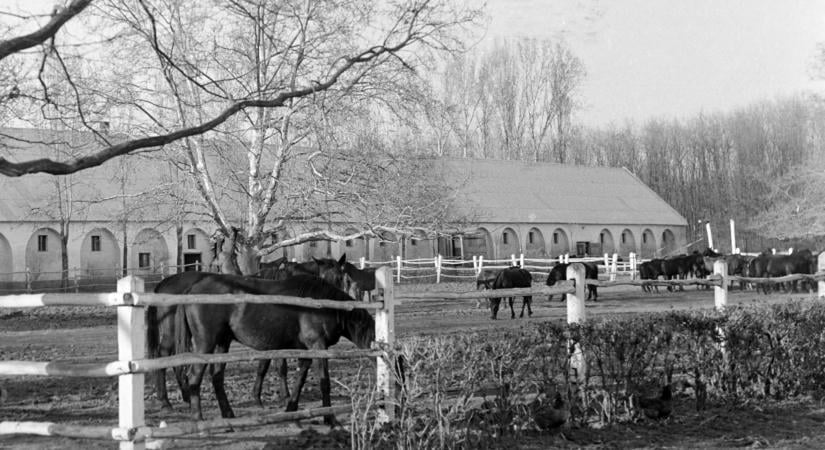 És akkor 175. – Istállóban