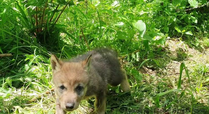 Farkaskölyök szimatolt meg egy kutatót az Aggteleki Nemzeti Parkban