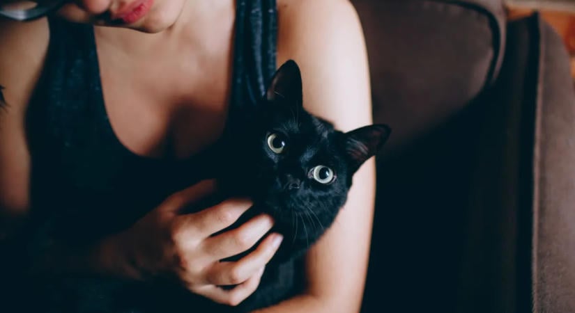 10 jel, hogy a macskád tényleg szeret – egy állatorvos árulta el