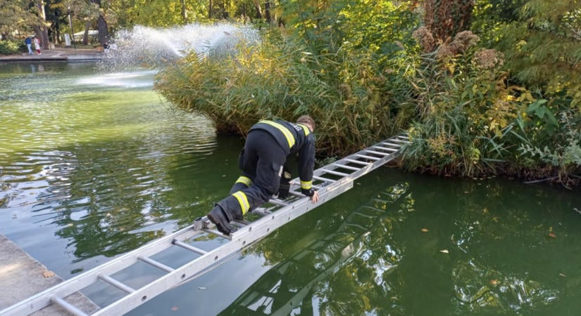 Egy kiskutya rekedt a debreceni Békás tó szigetén
