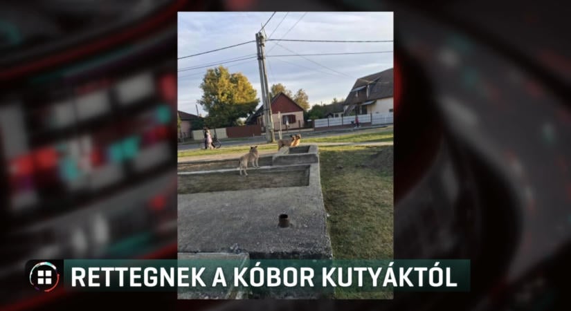 Kóbor kutyák támadnak Hosszúpályiban