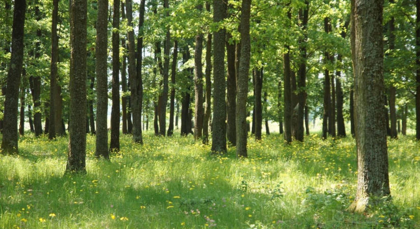 Újra megtörtént: döbbenetes dolgot találtak a szabolcsi erdőkben