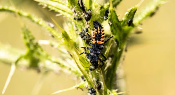 A biodiverzitás növelése segít a növényvédelemben