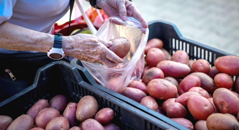 Eltűnőben a magyar krumpli: a termelők viselik a kockázatot, az import és az árverseny diktál