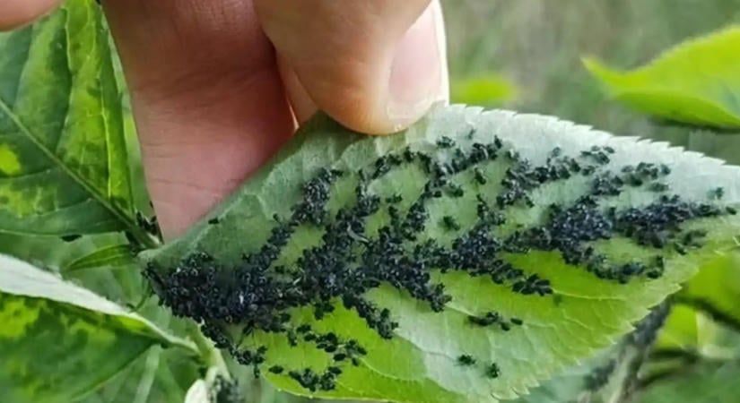 A sztárkertész elárulta a titkot: ez a 7 leghatásosabb házi módszer a levéltetvek ellen