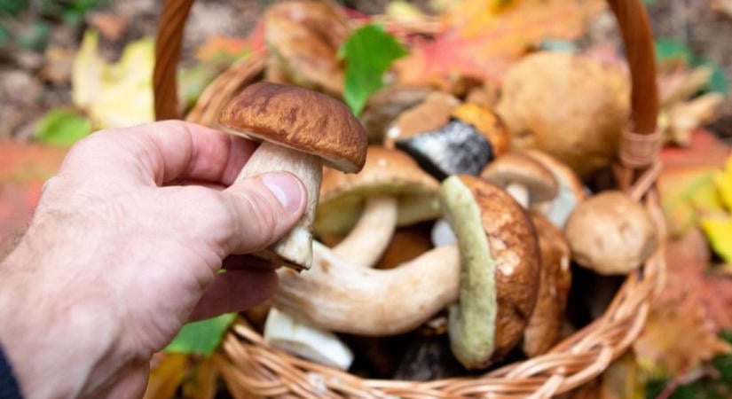 Az aszály a gombagyűjtésnek is betett a megyében, de nincs minden veszve – Lesz még erdei gomba idén az asztalon?