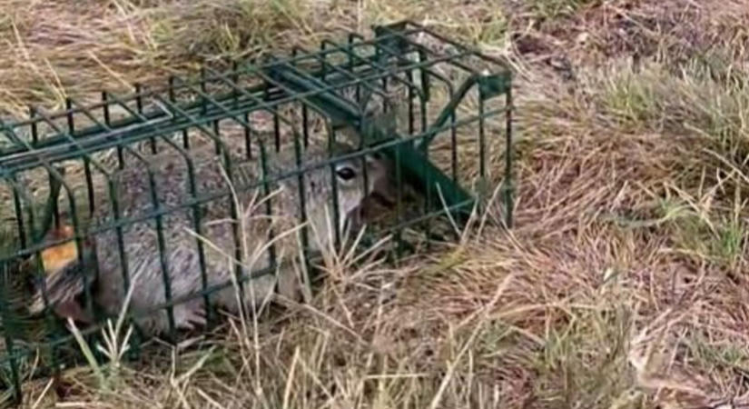 Megfogyatkoznak a tihanyi ürgék? Megkezdődött a befogásuk a Belső-tónál (videó)