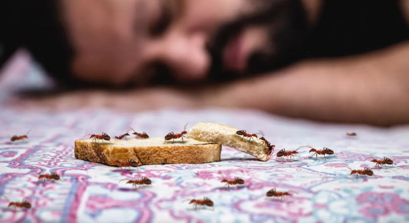 Hangyák ellen: 5 egyszerű házi praktika, amivel megszabadulhatsz tőlük