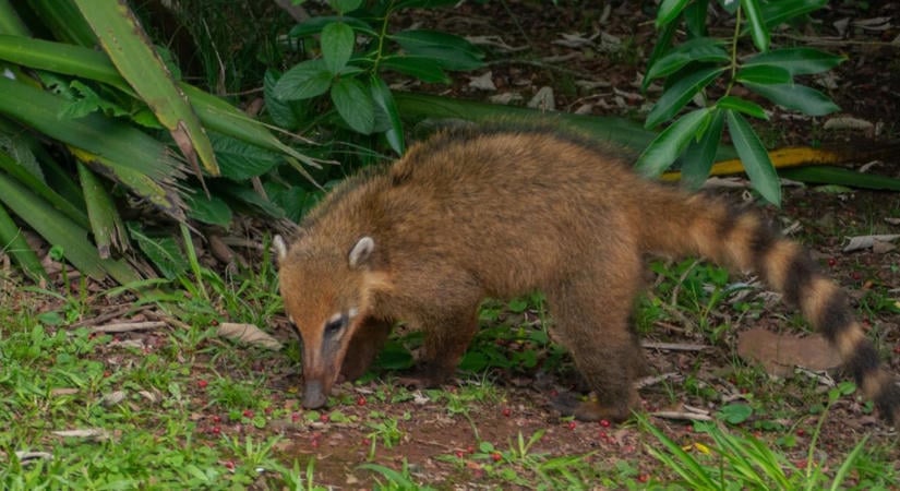 Egzotikus ragadozó kószál a Börzsönyben, vajon meddig bírja?