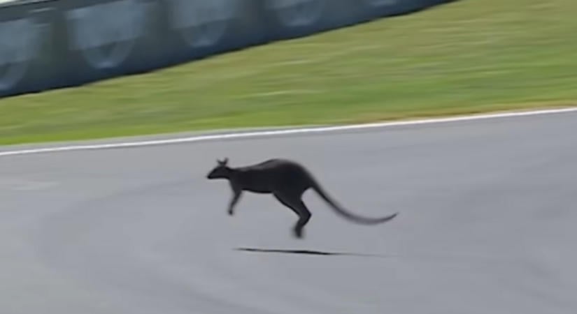 A MotoGP mezőnye száguldott, egy kenguru viszont úgy gondolta, övé a pálya